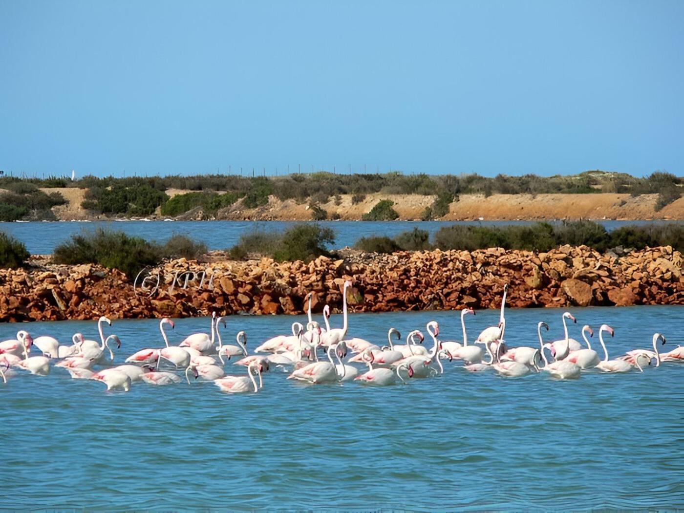 Flamingo Vila Alicante San Pedro del Pinatar Exteriér fotografie