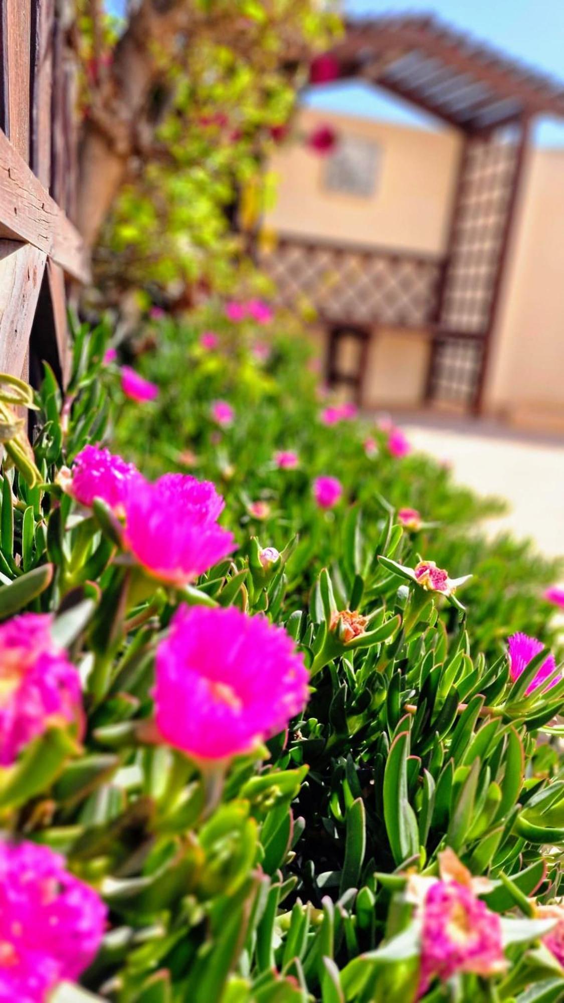 Flamingo Vila Alicante San Pedro del Pinatar Exteriér fotografie